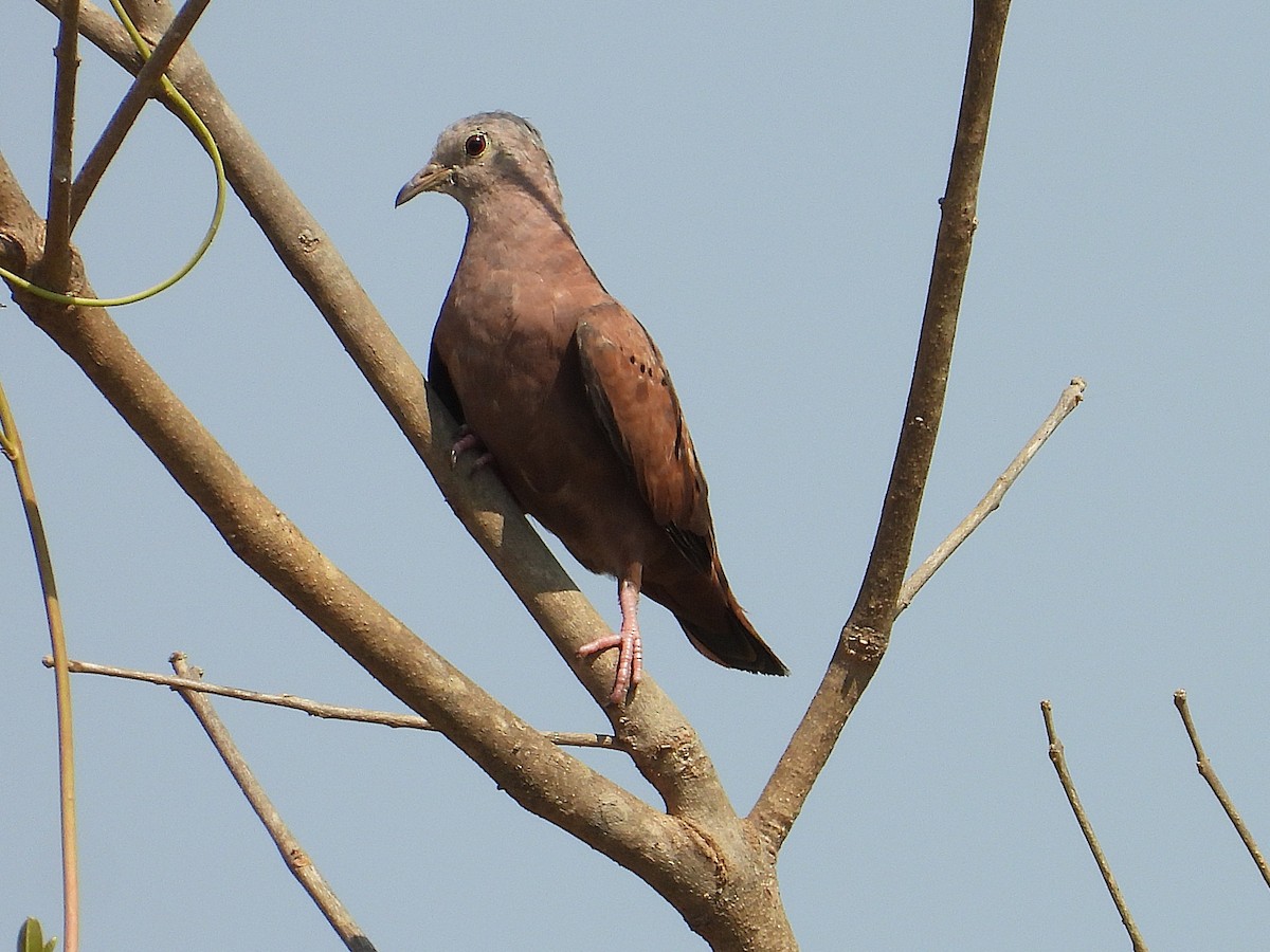 Ruddy Ground Dove - ML642769957