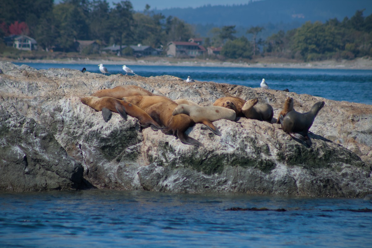 gull sp. - Abby Ciona