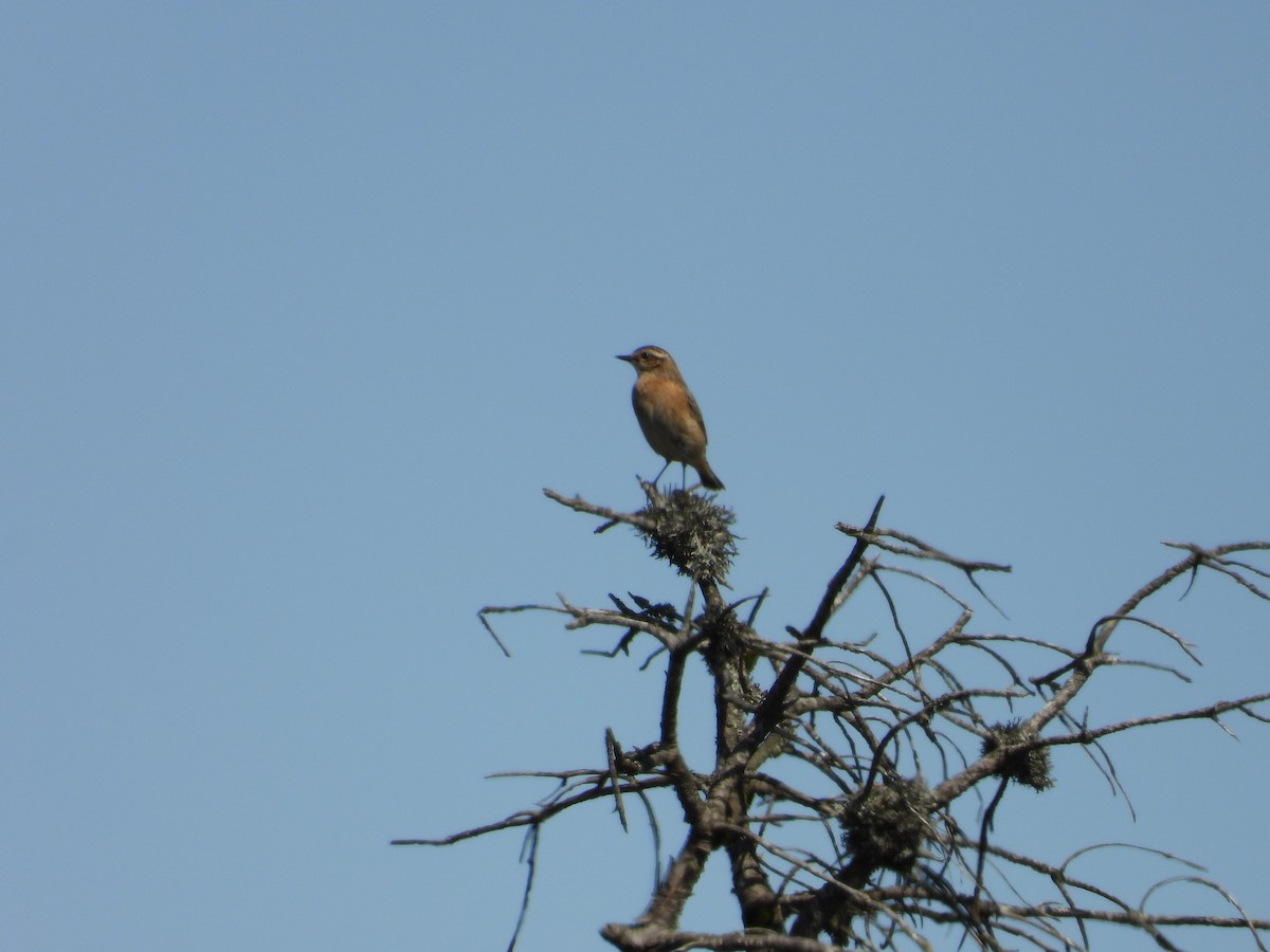 Whinchat - ML642769970