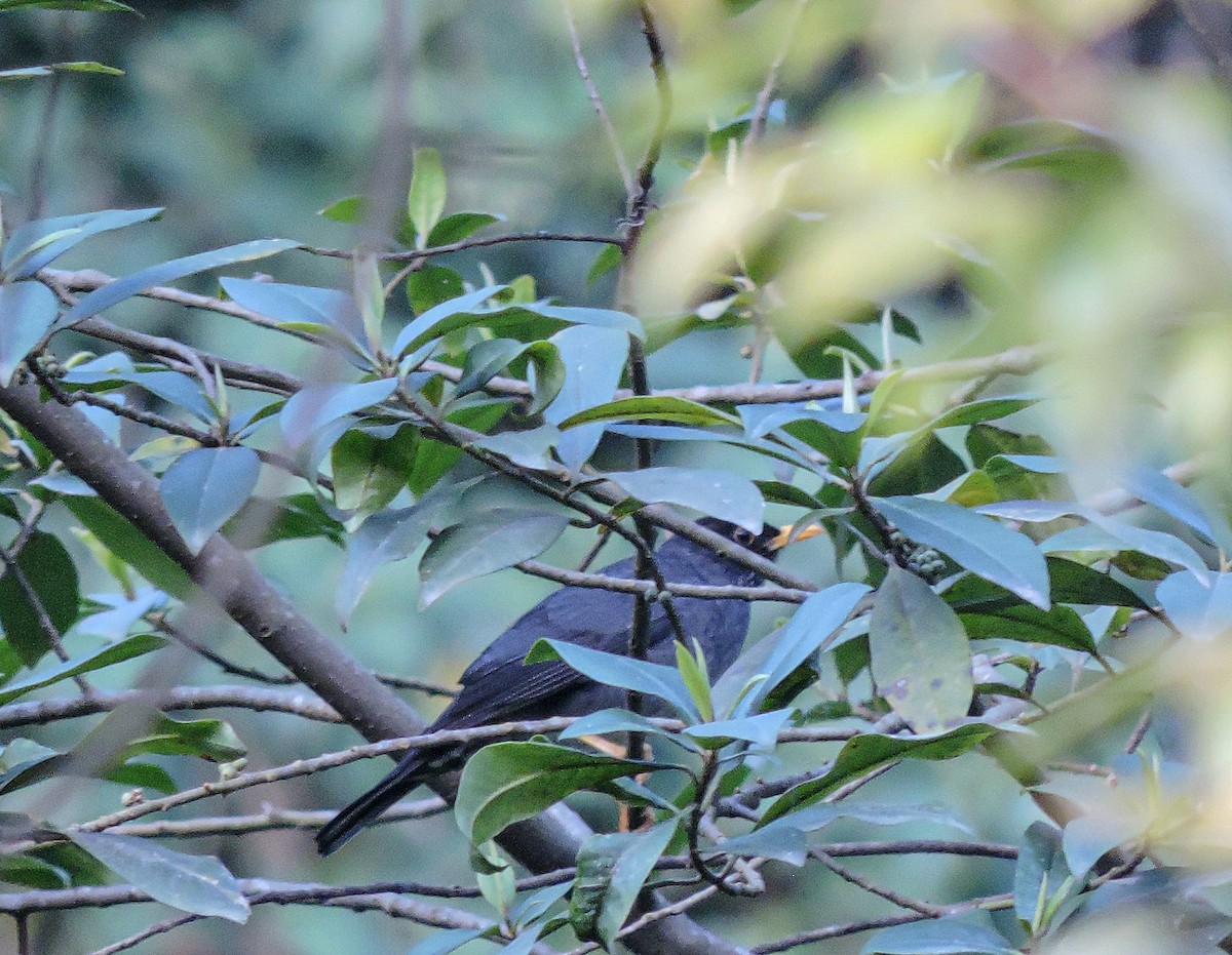 Andean Slaty Thrush - ML642769982
