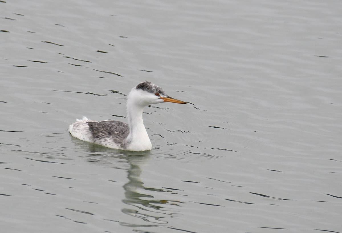 Western/Clark's Grebe - ML642769989