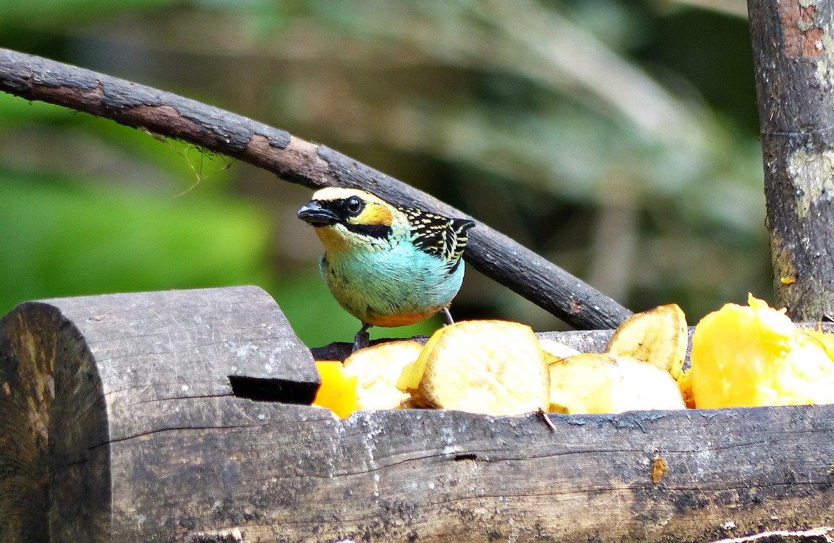 Golden-eared Tanager - ML642769997