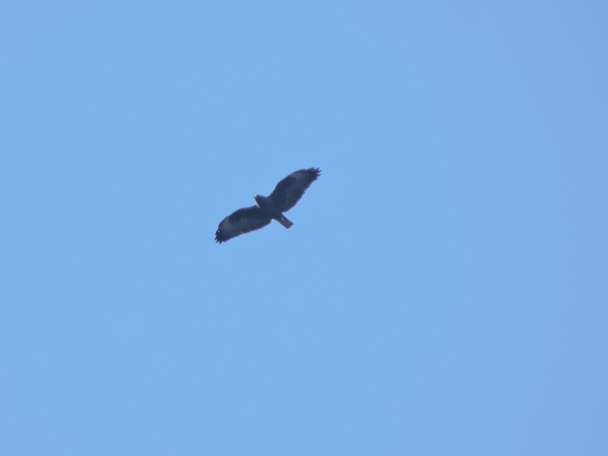 Short-tailed Hawk - ML642769998