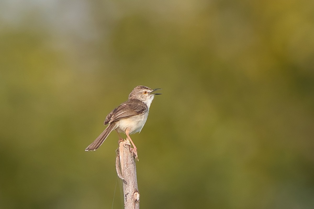 Prinia Sencilla - ML642770021