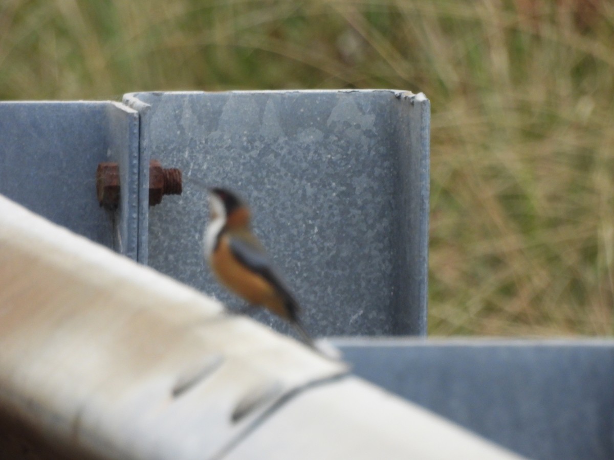 Eastern Spinebill - ML642770030