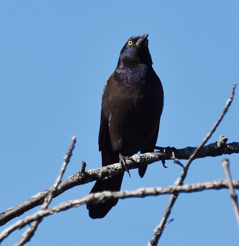 Common Grackle - ML642770031
