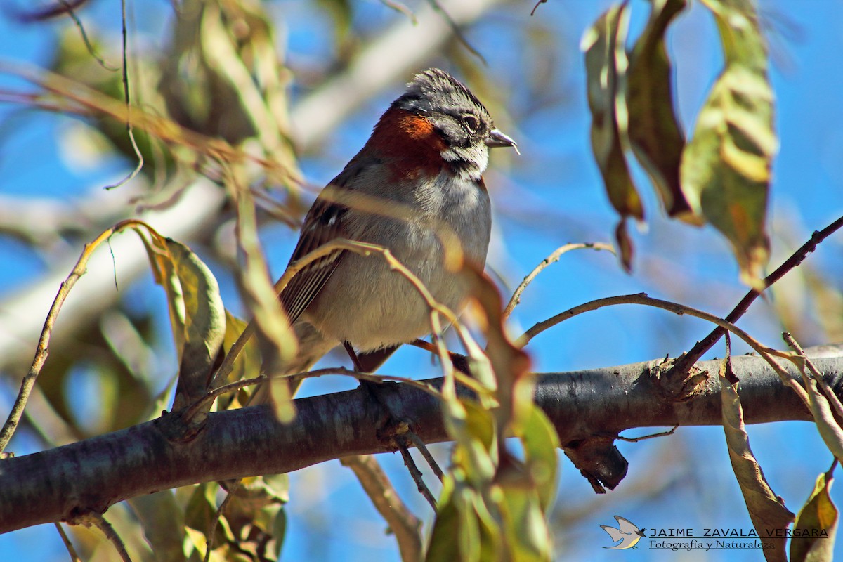 Rufous-collared Sparrow - ML642770037