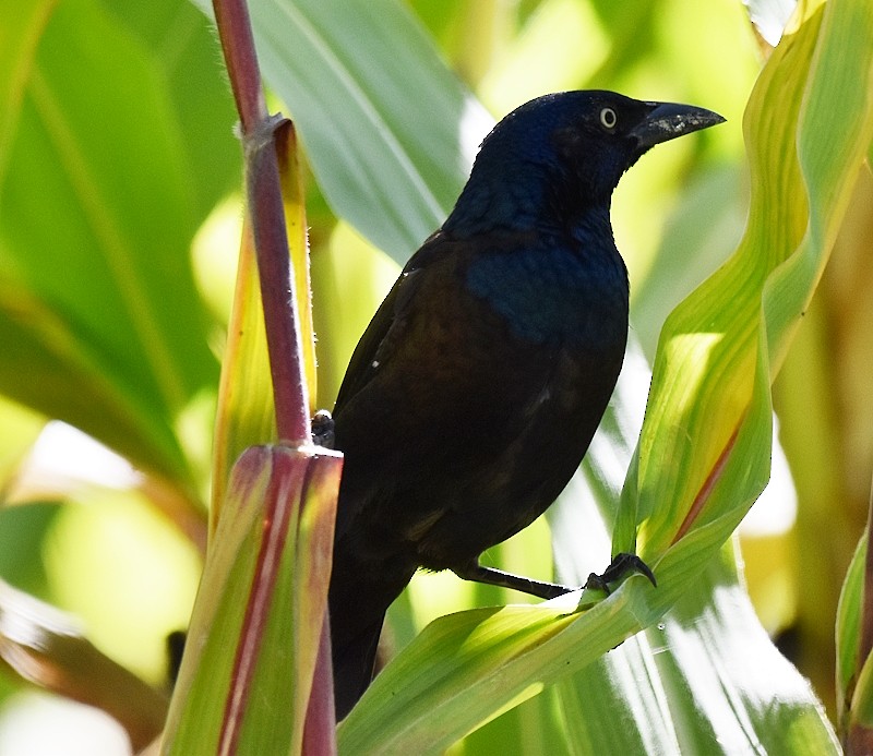 Common Grackle - ML642770039