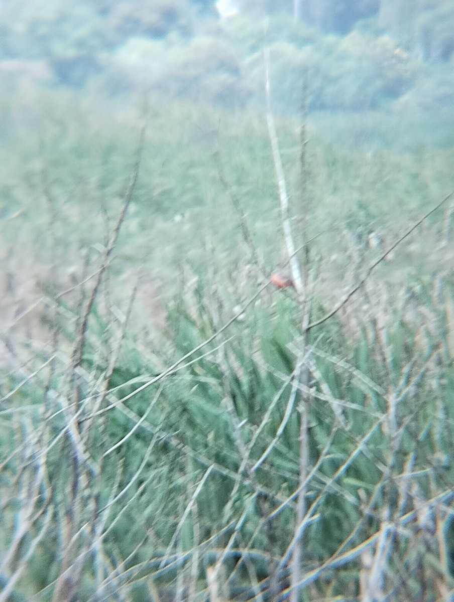 Say's Phoebe - ML642770048