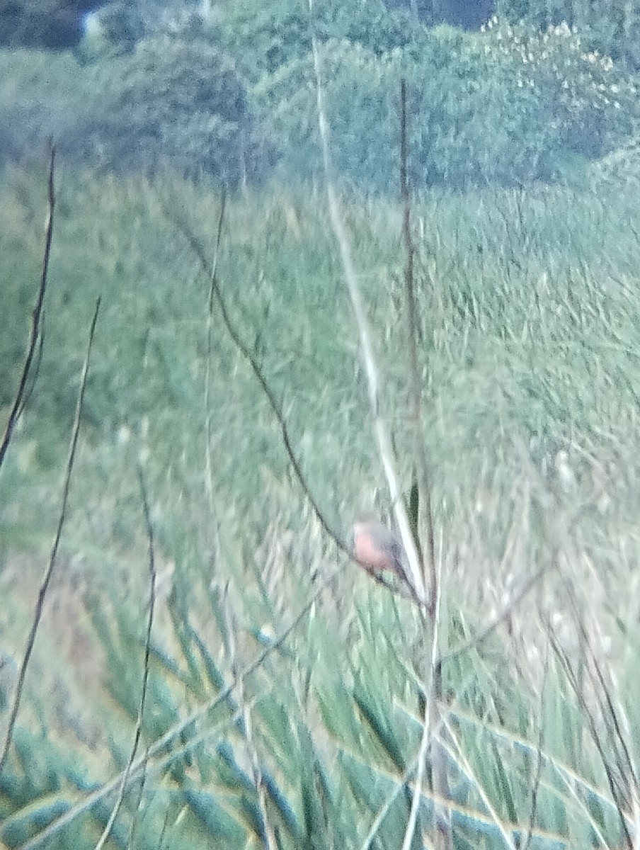 Say's Phoebe - ML642770049