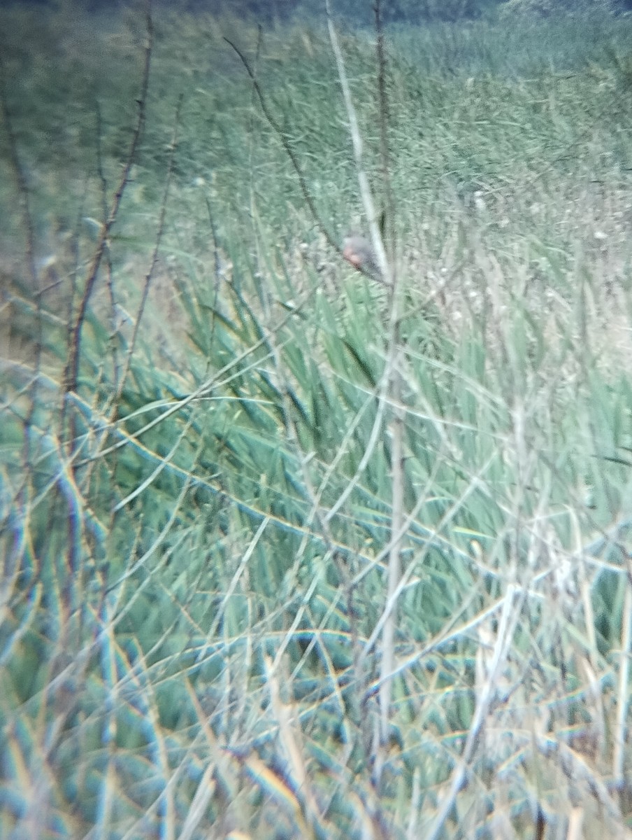 Say's Phoebe - ML642770050