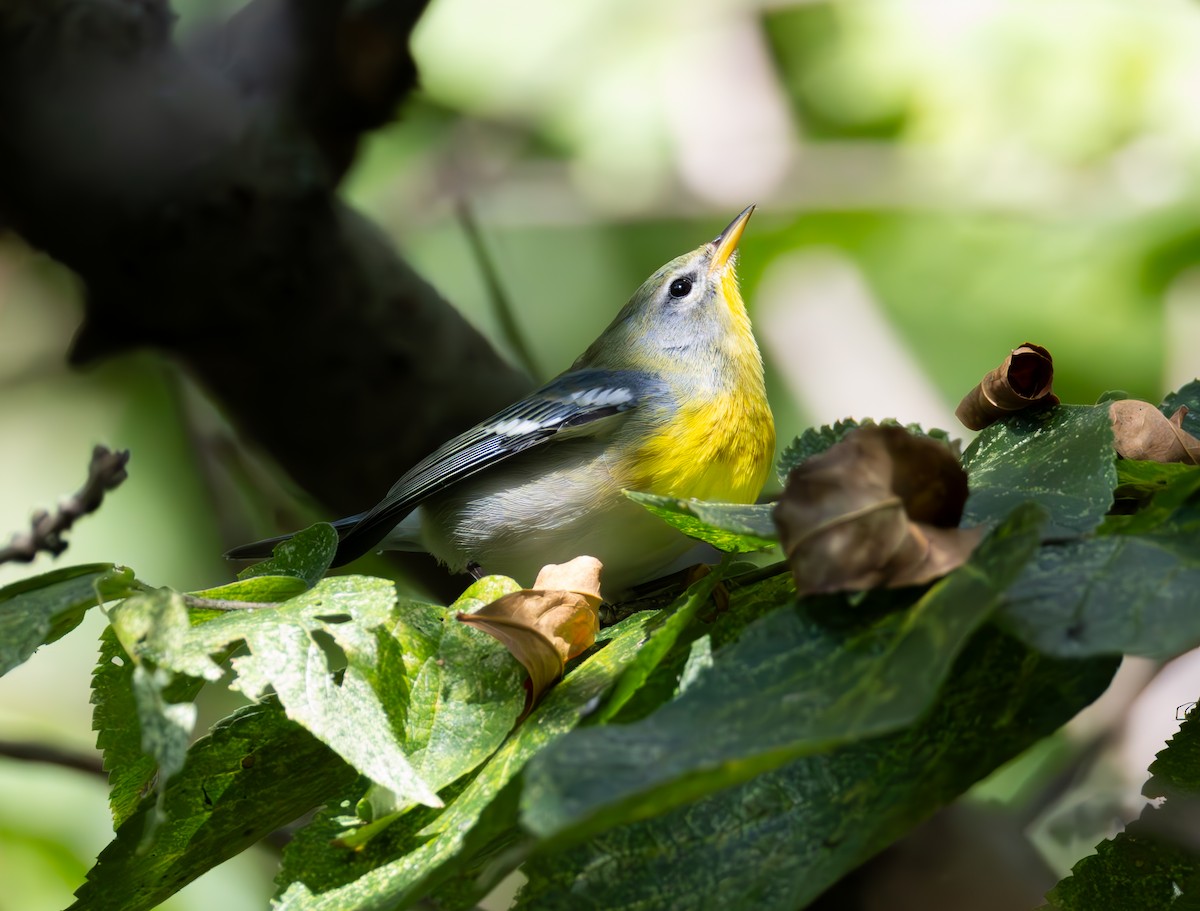 Northern Parula - ML642770054