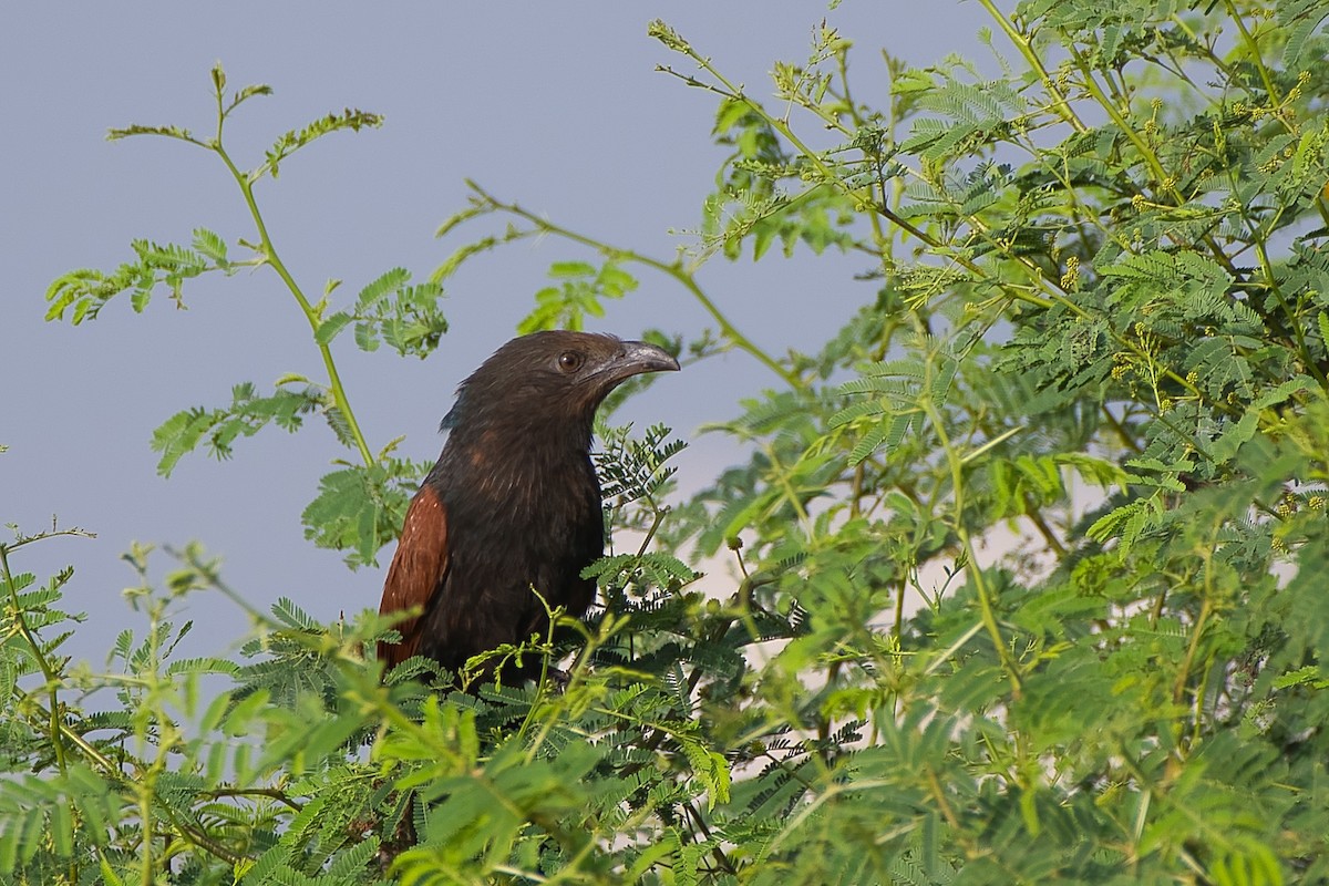 Greater Coucal - ML642770067