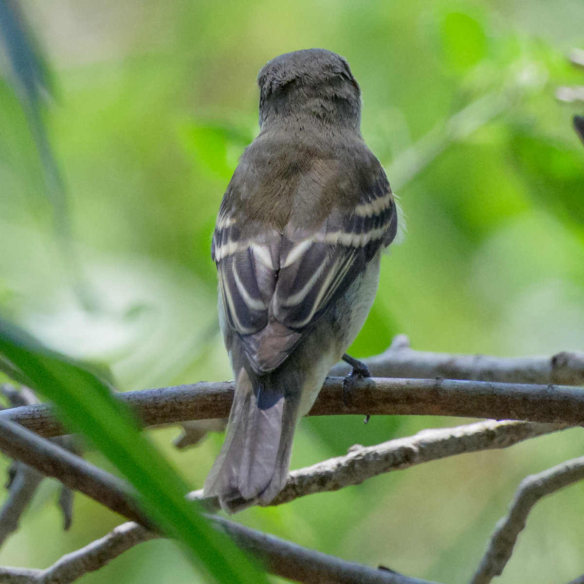 Willow Flycatcher - ML642770068
