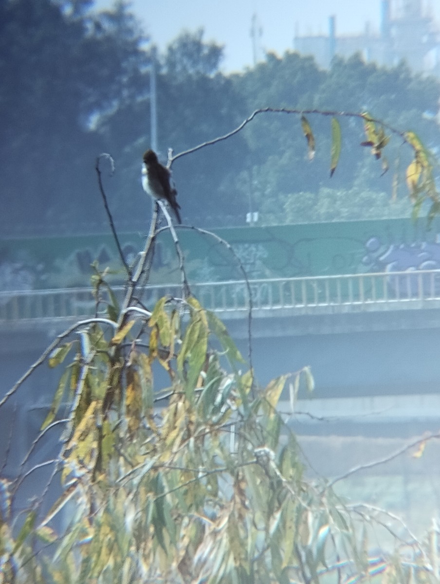 Olive-sided Flycatcher - ML642770078