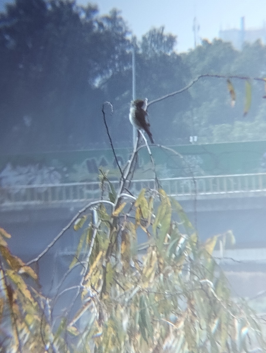 Olive-sided Flycatcher - ML642770082