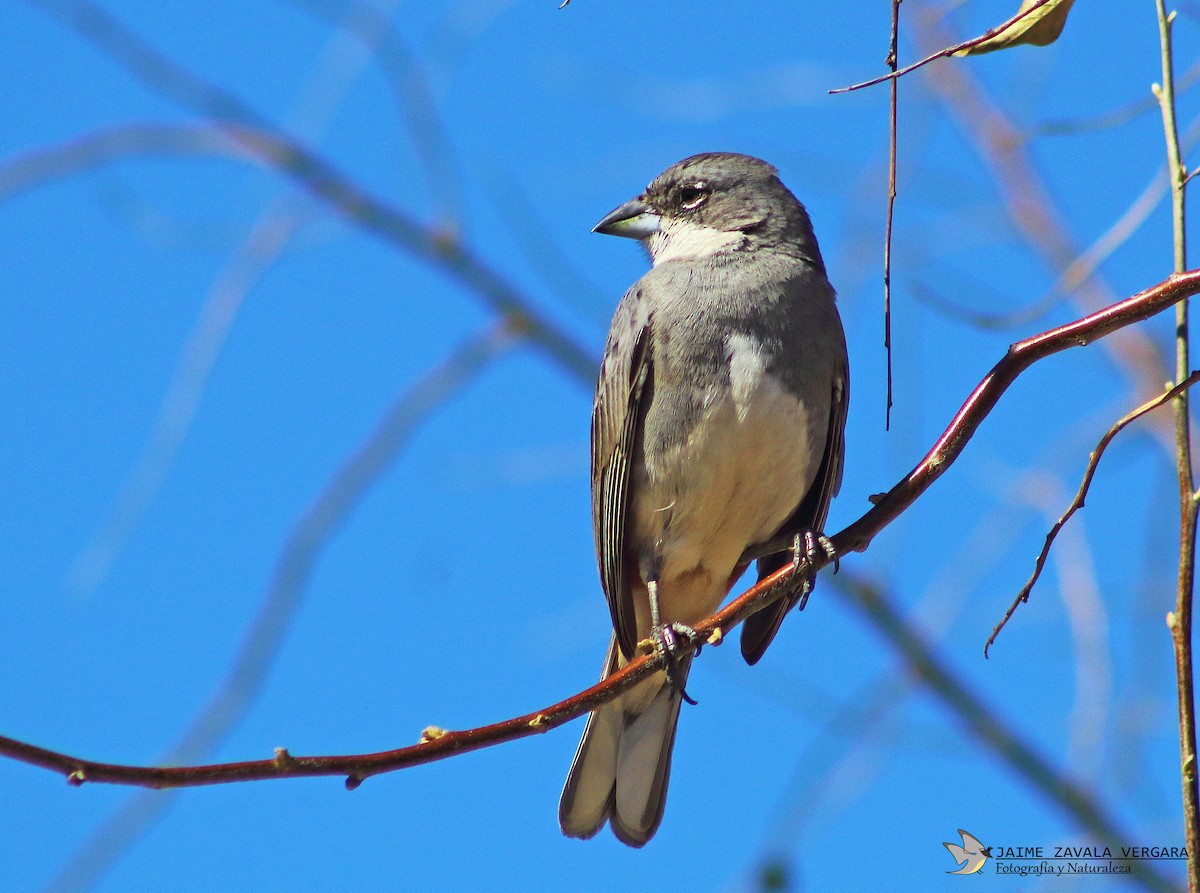 Diuca Finch - ML642770084