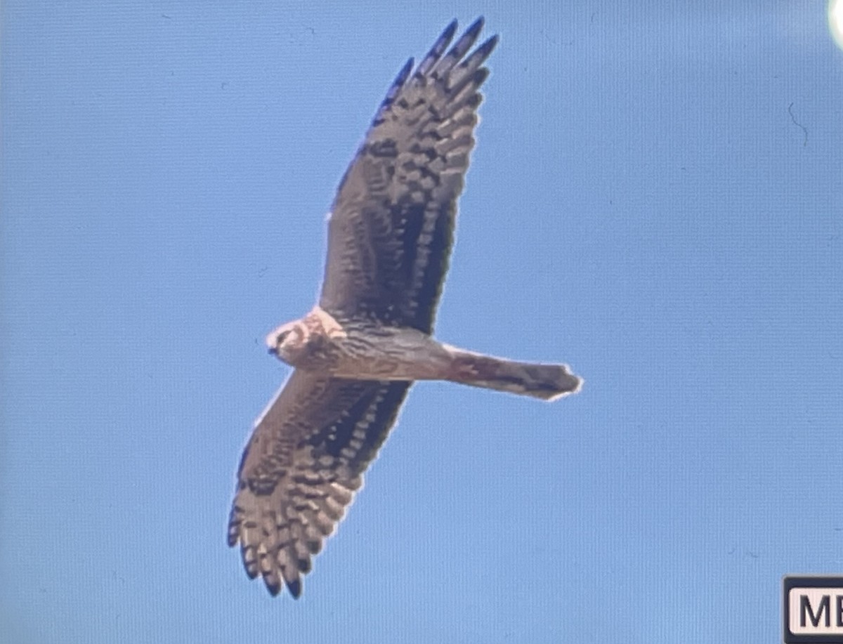Хээрийн хулд - ML642770089