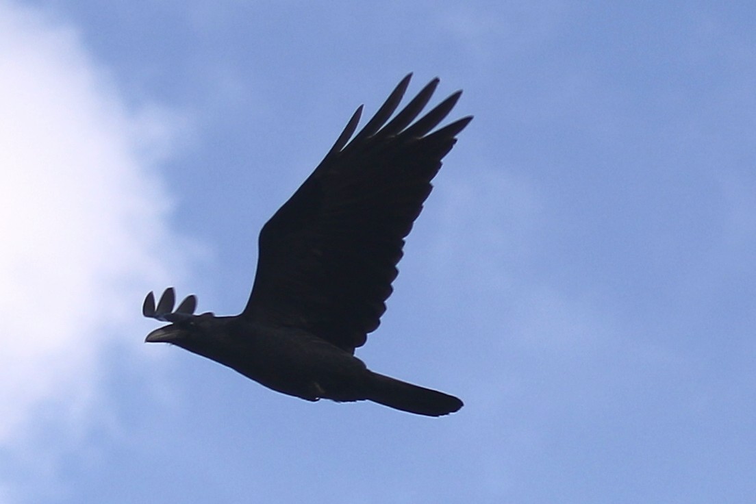 Chihuahuan Raven - ML642770093