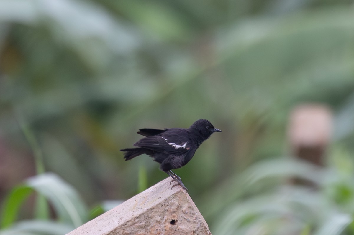 Sooty Chat - ML642770106