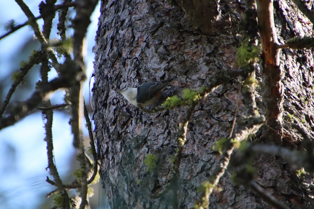 White-breasted Nuthatch - ML642770121