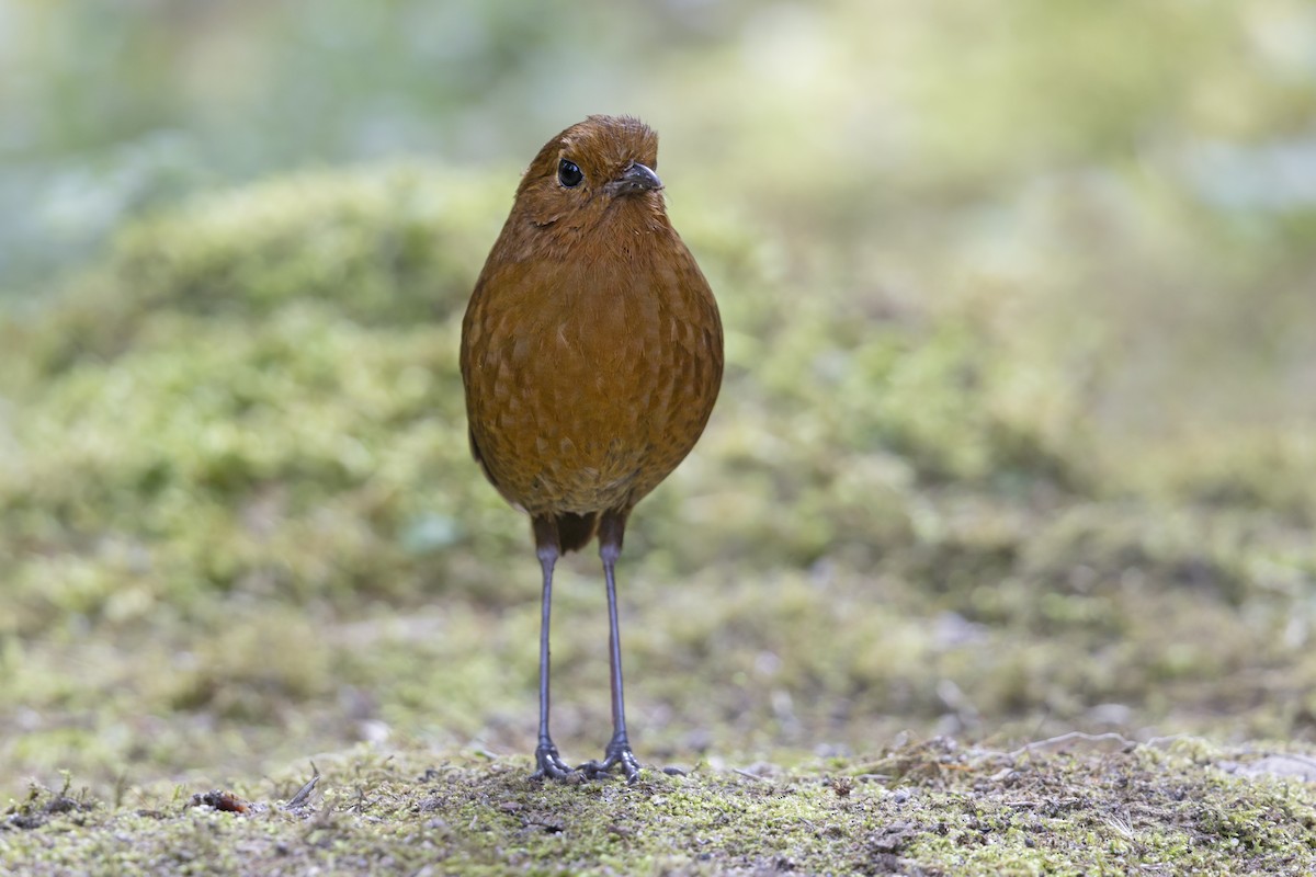 Equatorial Antpitta - ML642770127