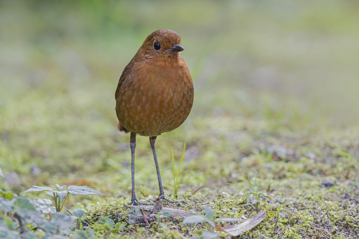 Equatorial Antpitta - ML642770128