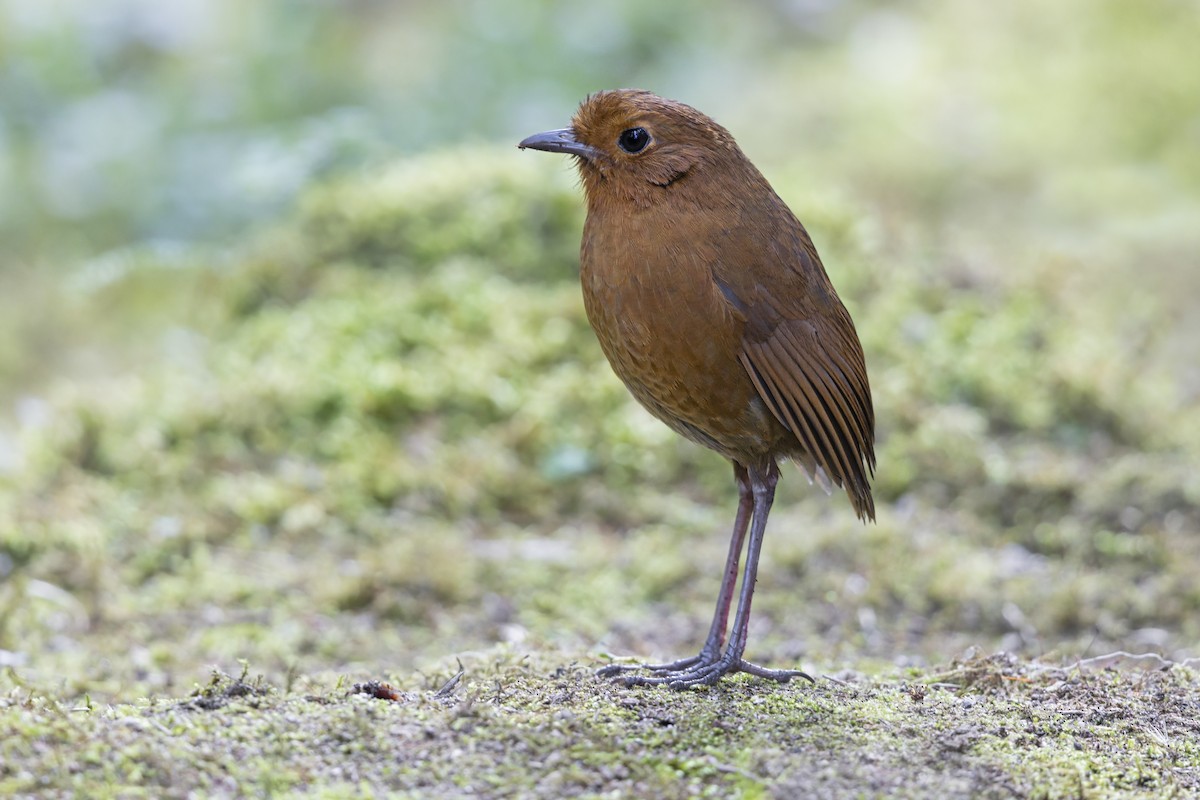 Equatorial Antpitta - ML642770130
