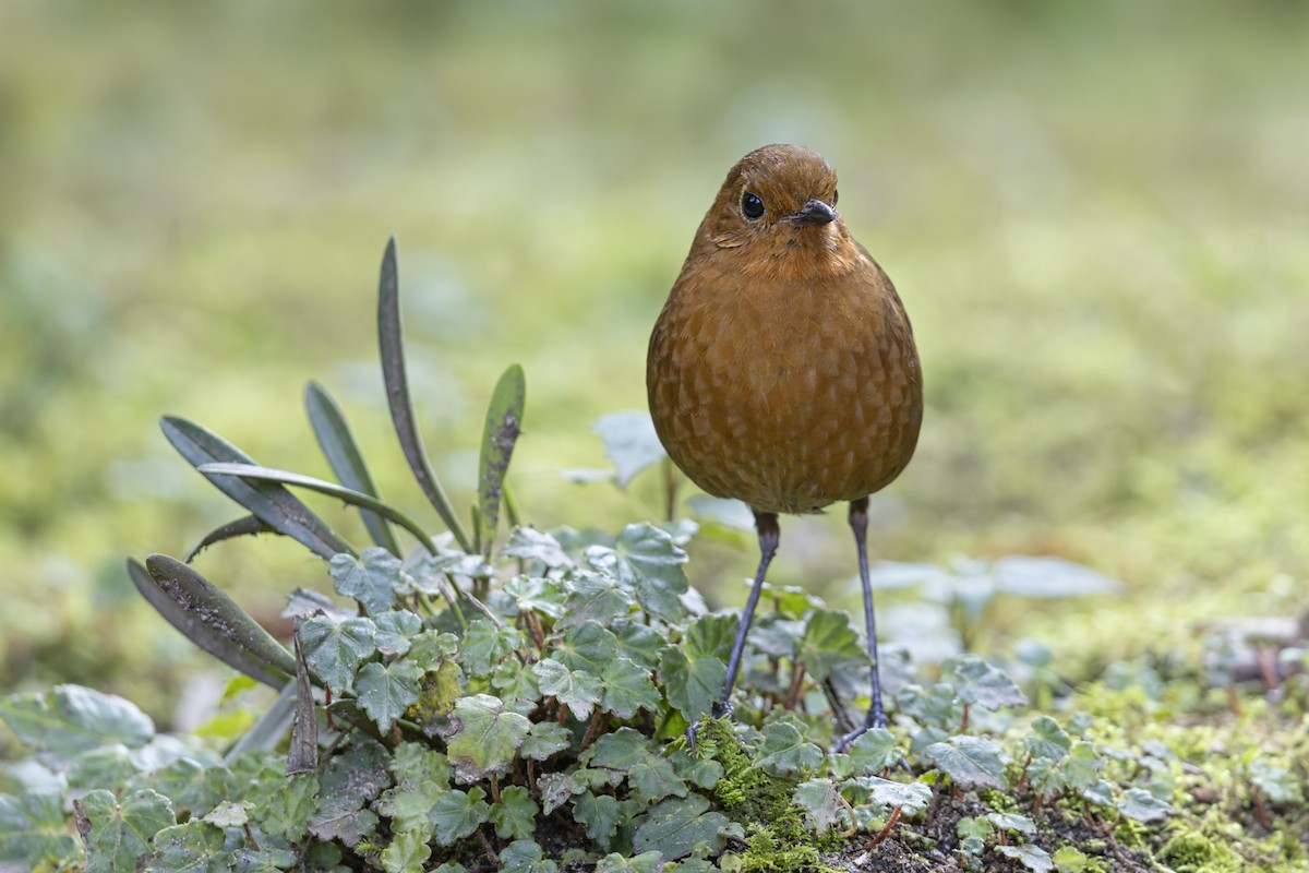 Equatorial Antpitta - ML642770131