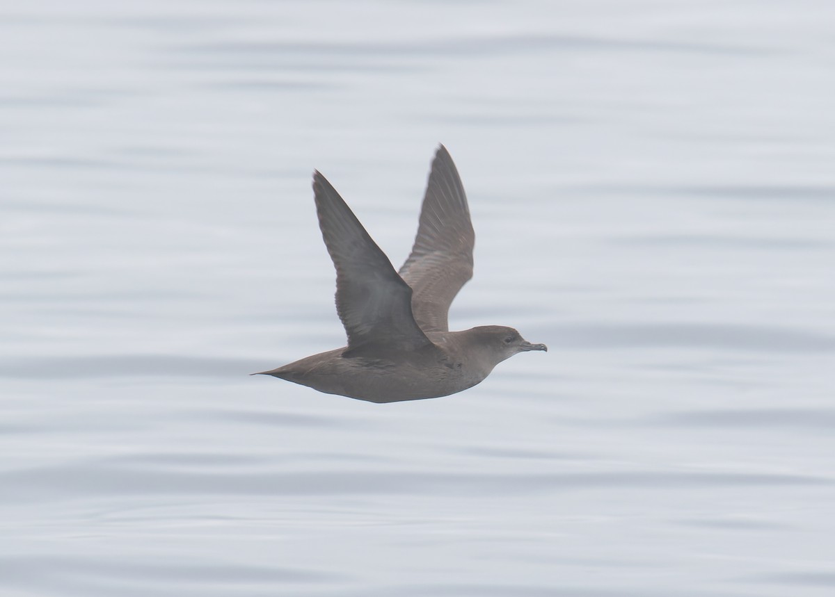 Short-tailed Shearwater - ML642770167