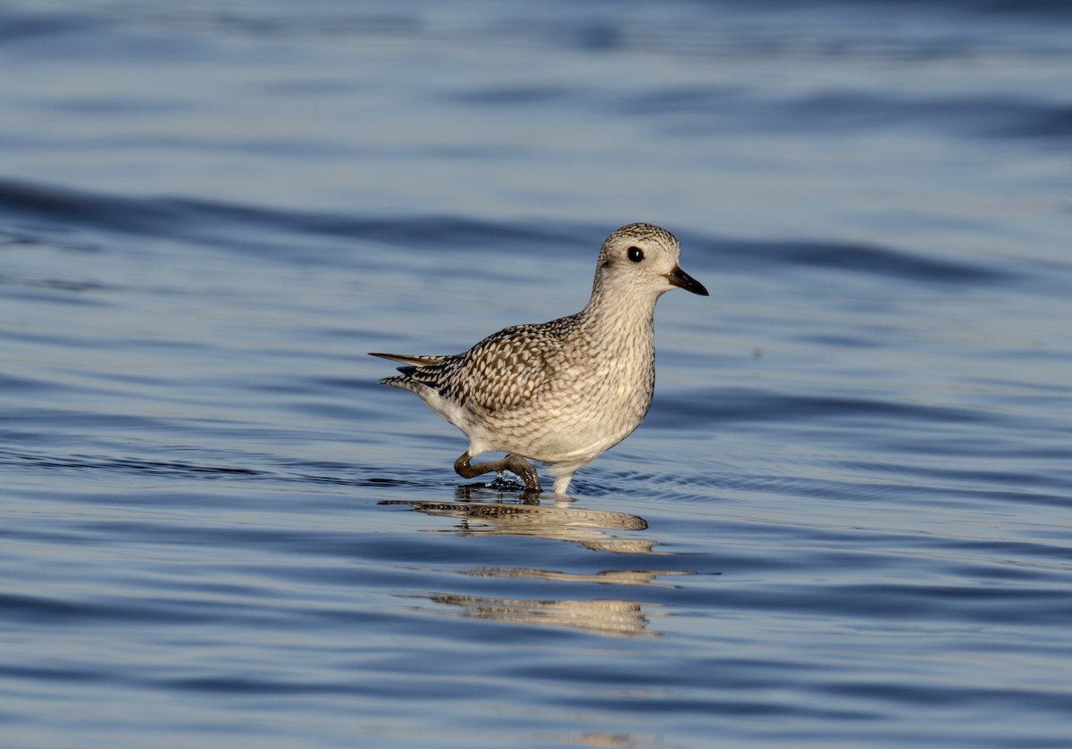 Black-bellied Plover - ML642770192