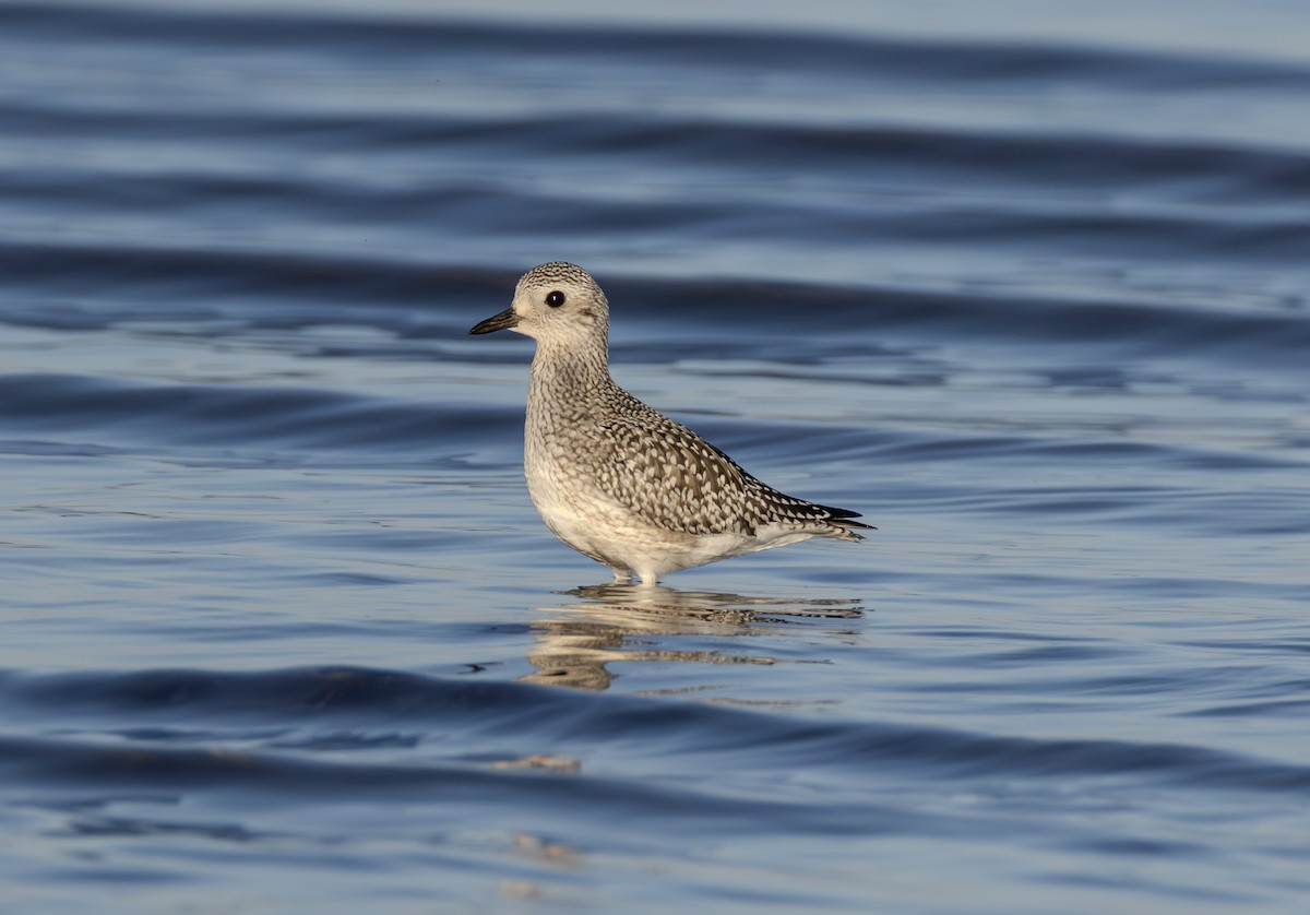Black-bellied Plover - ML642770193