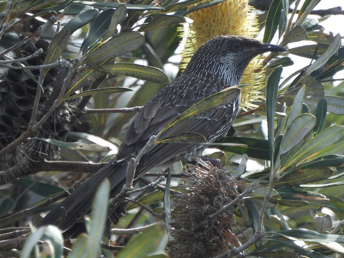 Little Wattlebird - ML642770201
