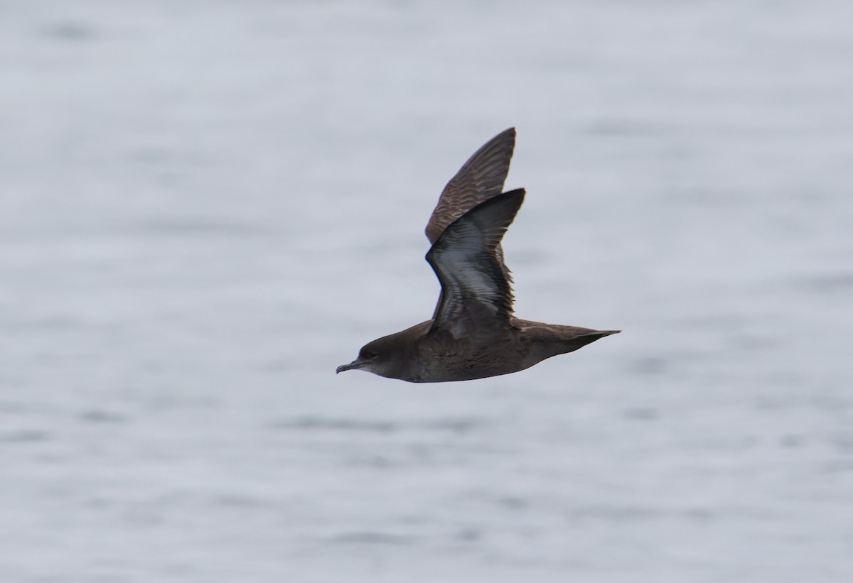 Short-tailed Shearwater - ML642770202