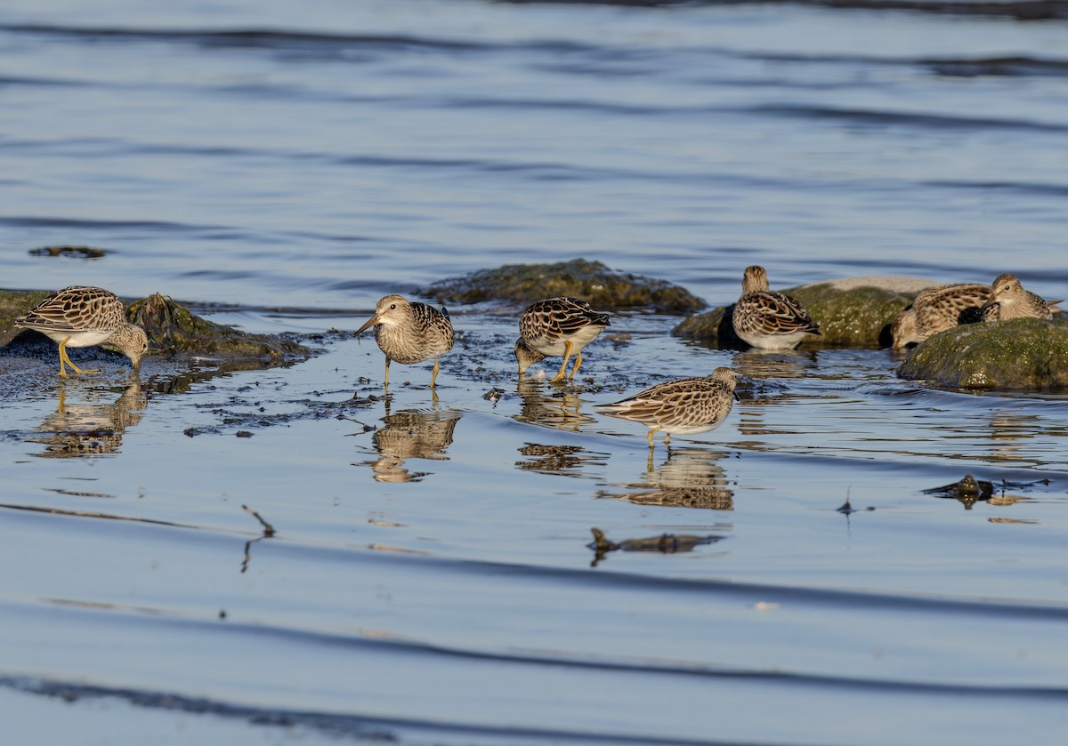 Pectoral Sandpiper - ML642770211