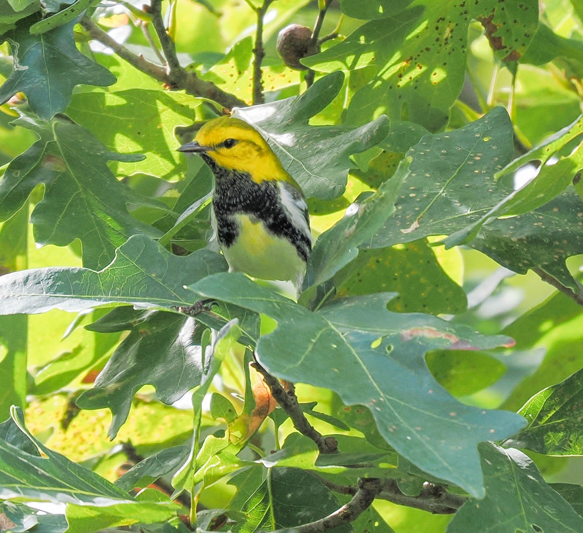 Black-throated Green Warbler - ML642770215