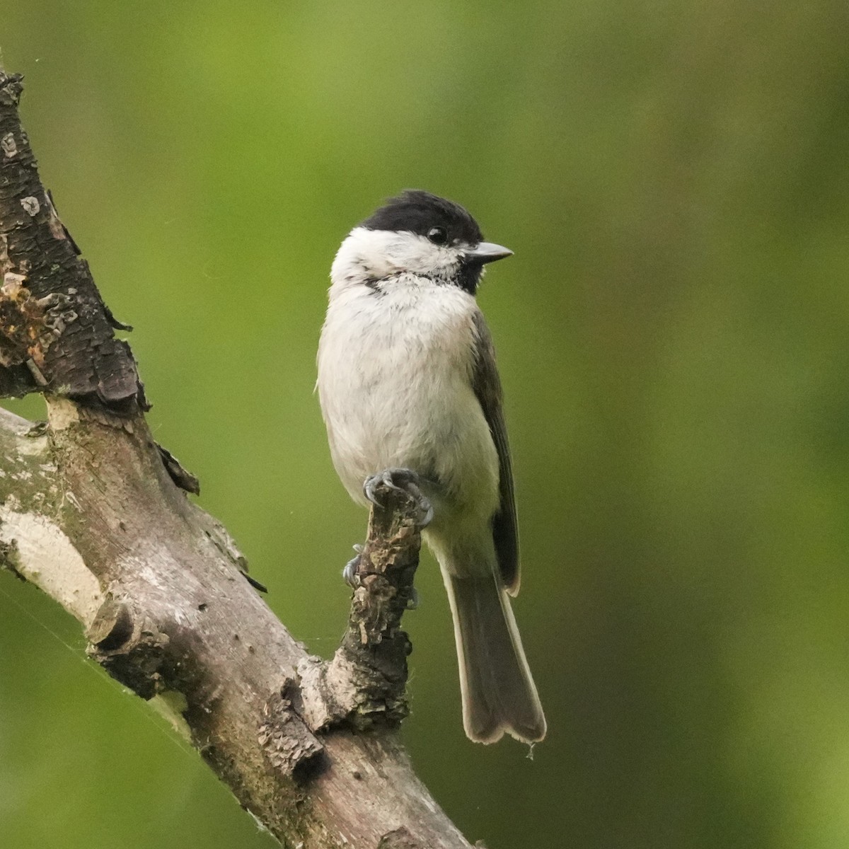 Marsh Tit - ML642770225