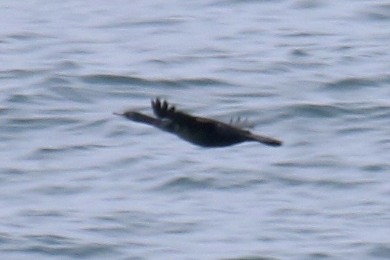 海鸕鷀 - ML642770226