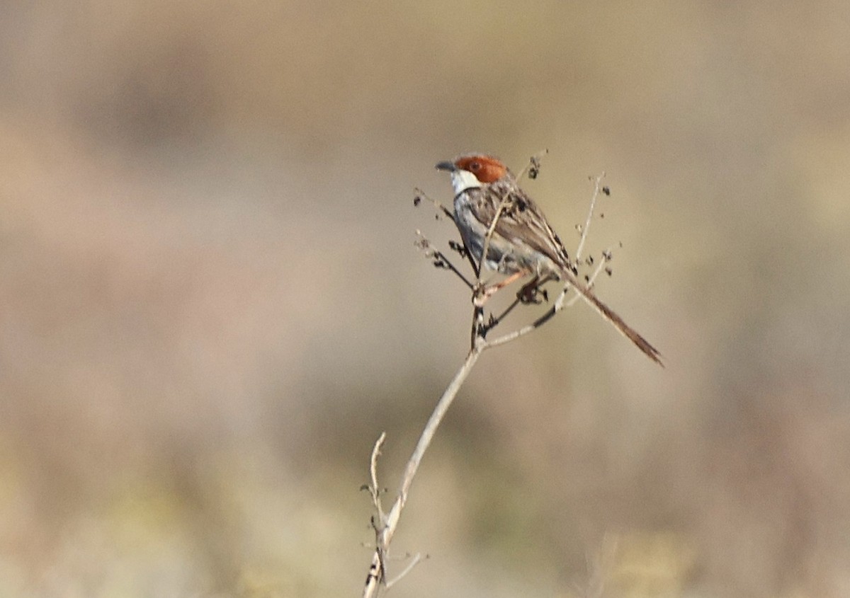 Rufous-eared Warbler - ML642770230