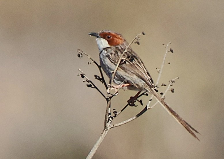 Rufous-eared Warbler - ML642770235