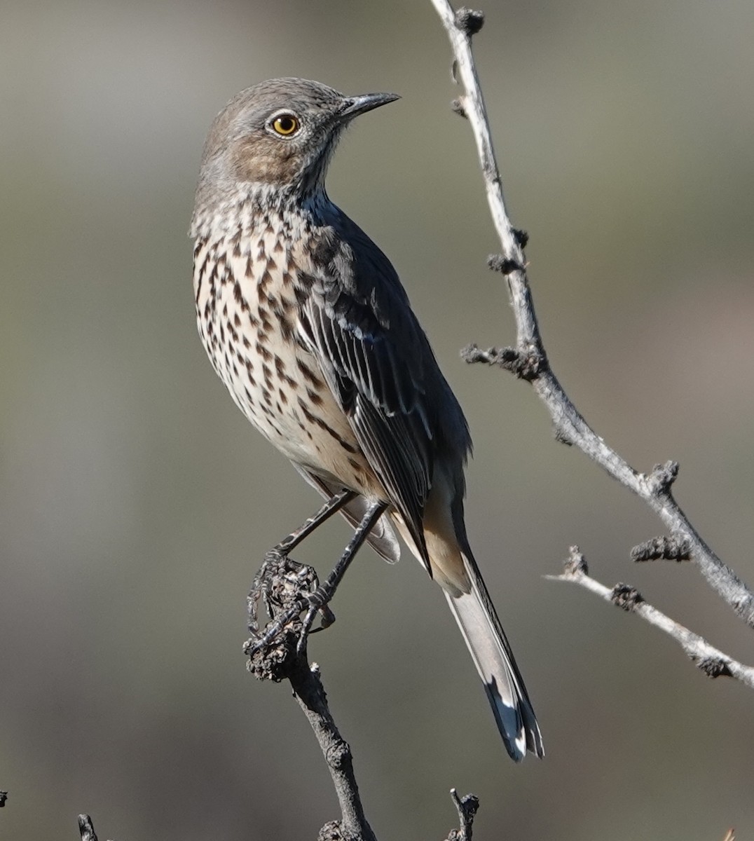 Sage Thrasher - ML642770243
