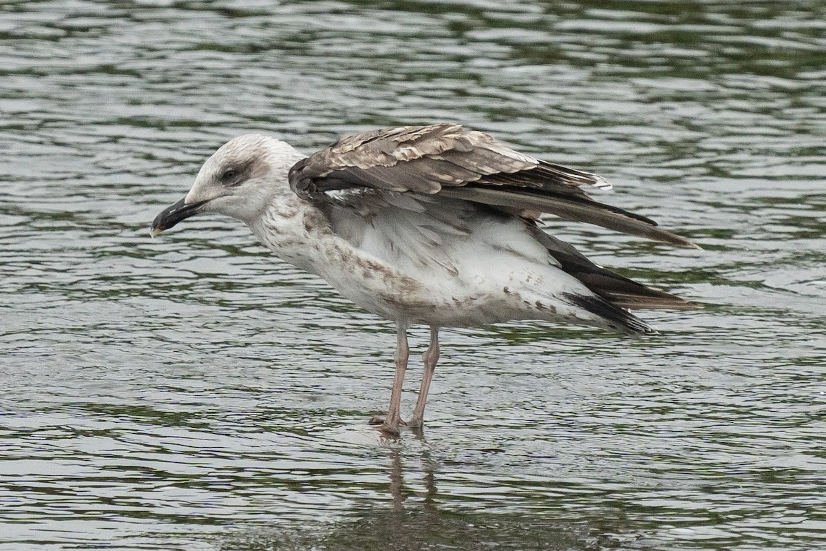 Kara Sırtlı Martı (intermedius/graellsii) - ML642770245