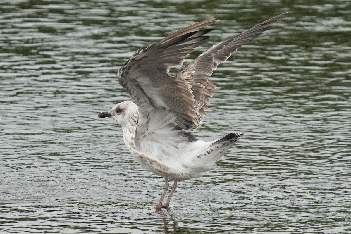 Kara Sırtlı Martı (intermedius/graellsii) - ML642770246