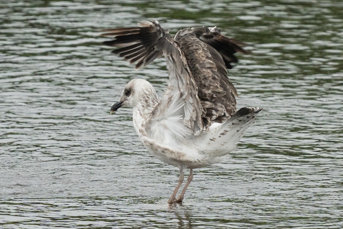 Kara Sırtlı Martı (intermedius/graellsii) - ML642770247