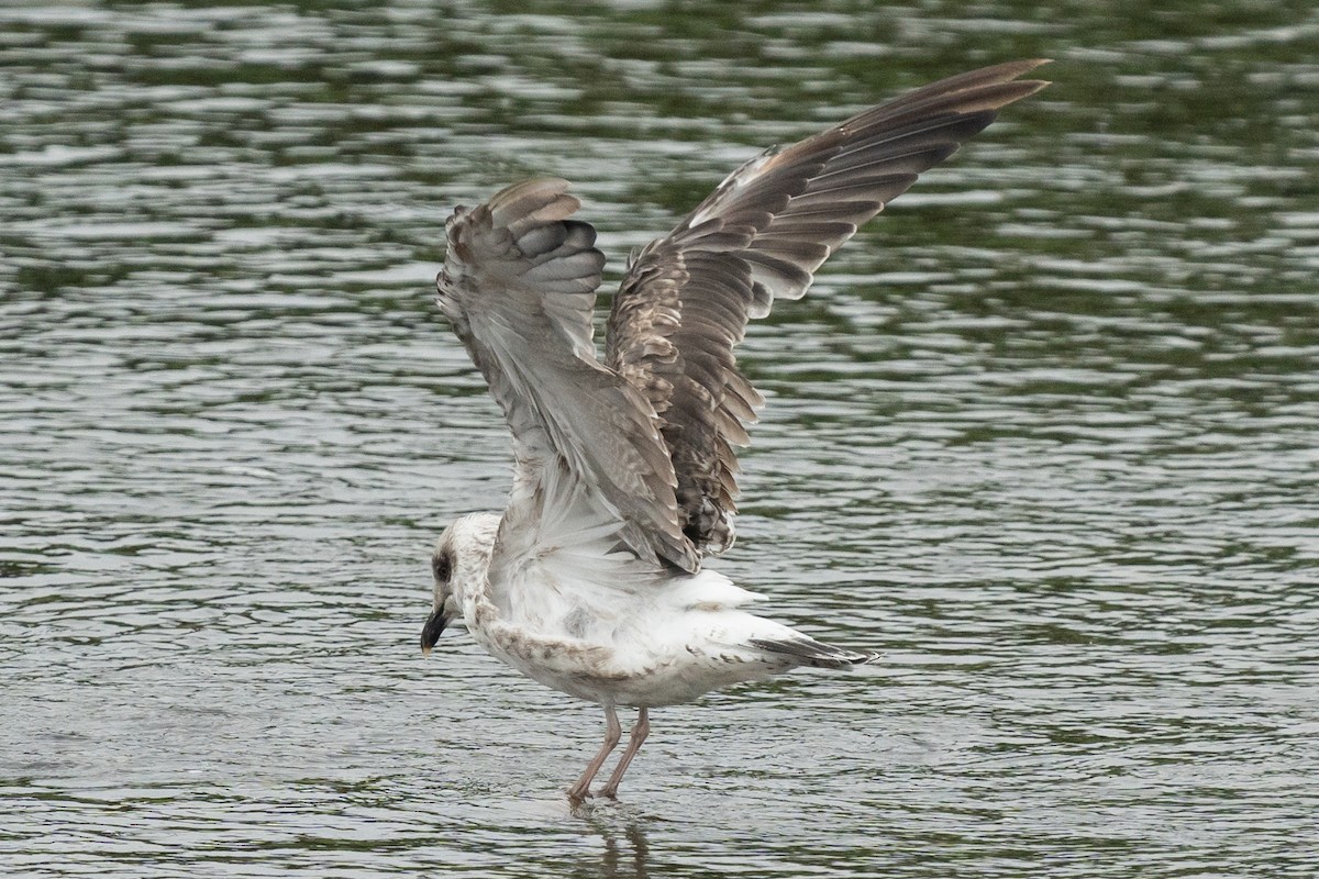 Kara Sırtlı Martı (intermedius/graellsii) - ML642770248