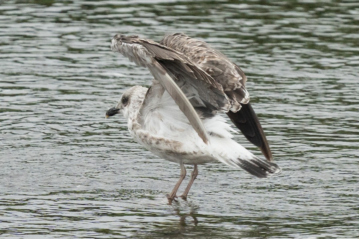 Kara Sırtlı Martı (intermedius/graellsii) - ML642770249