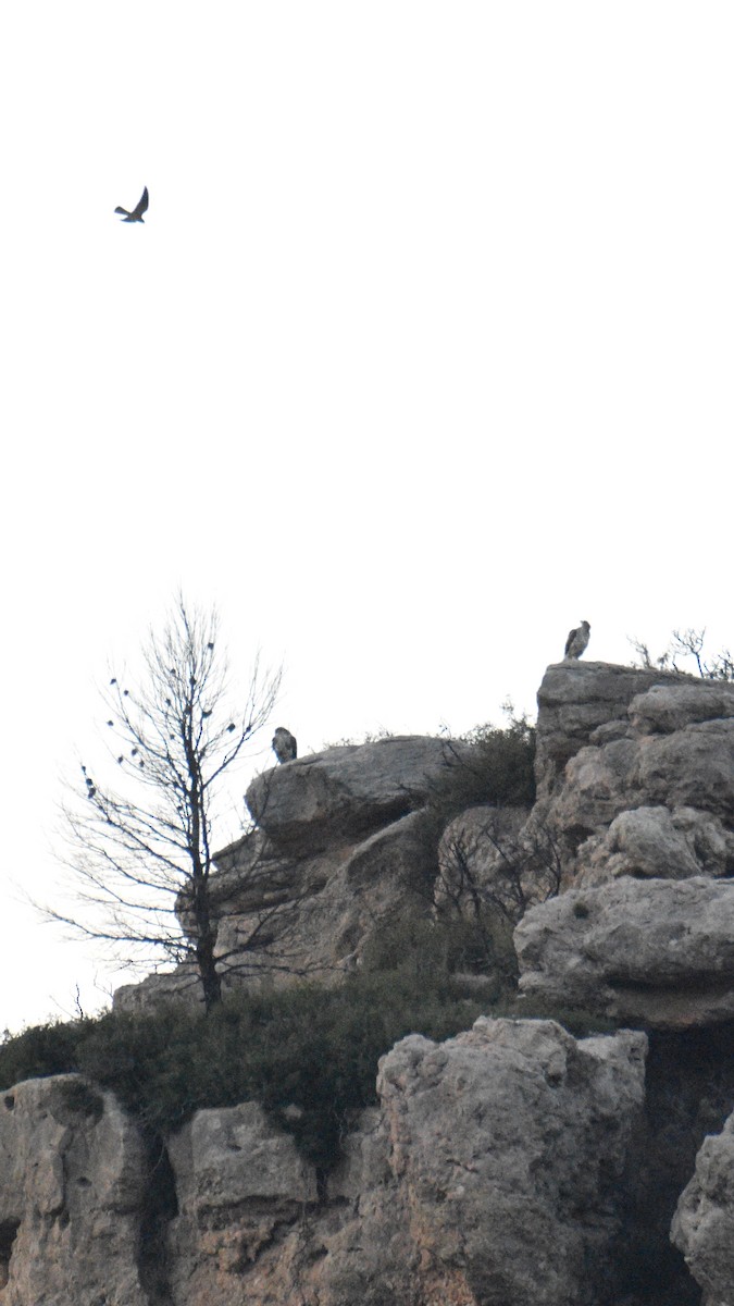 Харсун бүргэд - ML642770256
