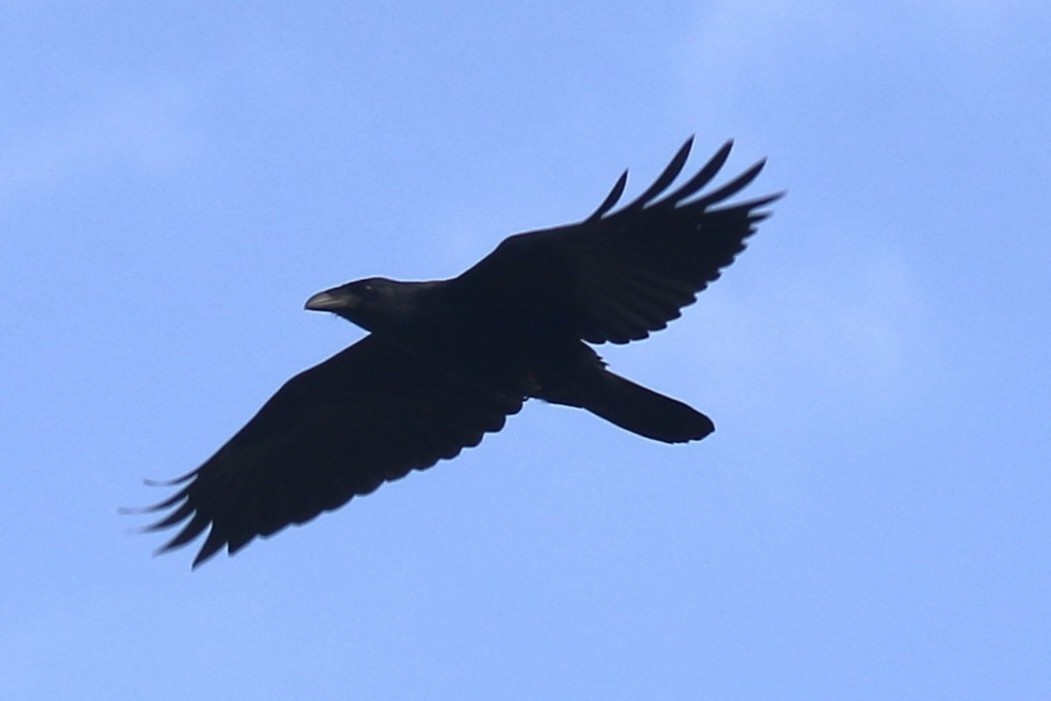 Chihuahuan Raven - ML642770258
