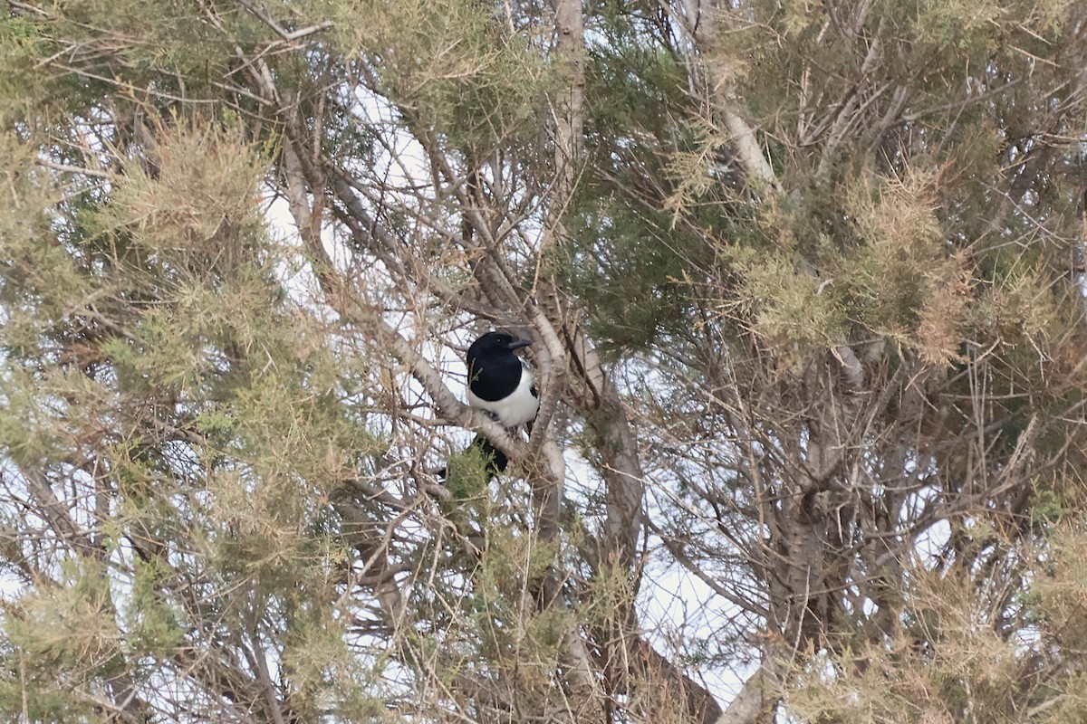 Eurasian Magpie - ML642770263