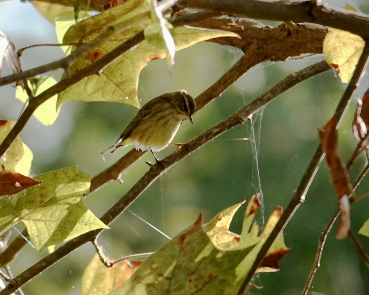 Palm Warbler - ML642770281